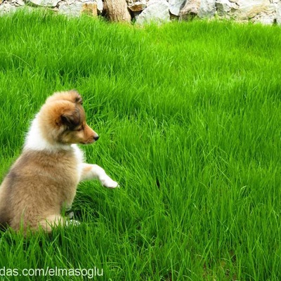 cherie Dişi Shetland Çoban Köpeği