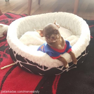 tiny Erkek Chihuahua