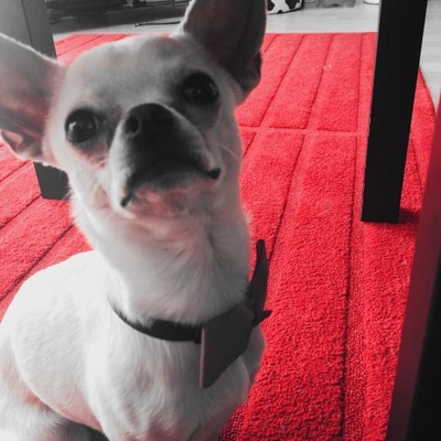 casper Erkek Chihuahua