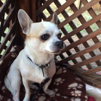 Şivi Erkek Chihuahua
