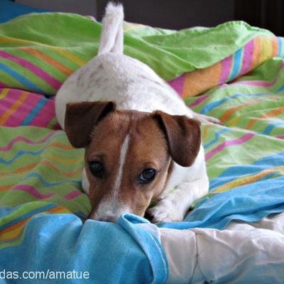 oscar Erkek Jack Russell Terrier