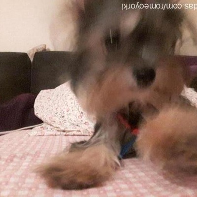romeo Dişi Yorkshire Terrier