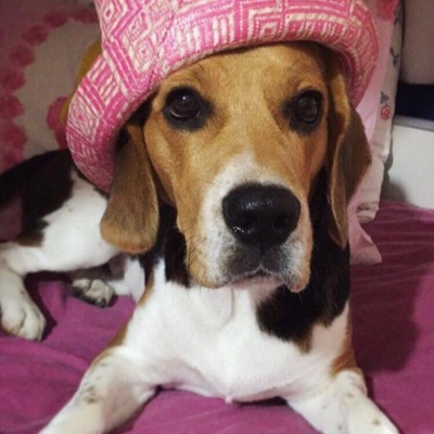 pasha Erkek Beagle