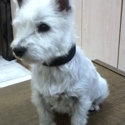 molly Dişi West Highland White Terrier