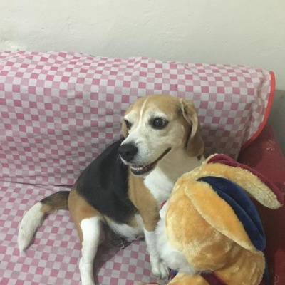 bonya Dişi Beagle