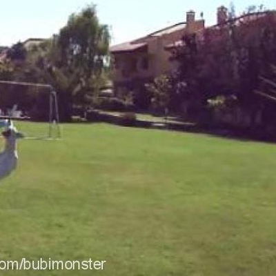 bubble Dişi Jack Russell Terrier