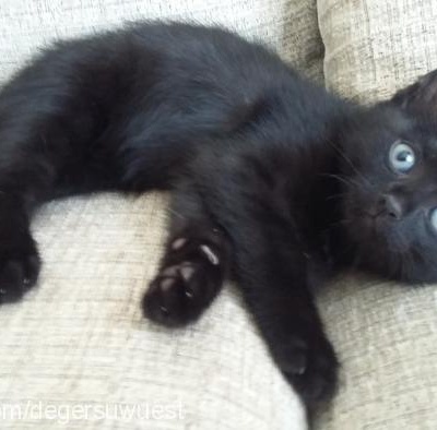 siyahkız Dişi Tekir Kedi