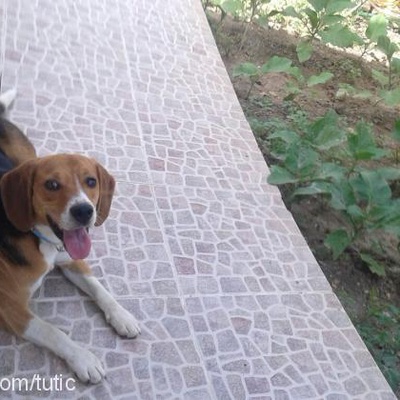 paşa Erkek Beagle