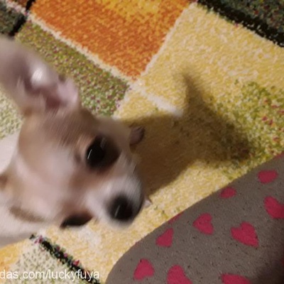 lucky Erkek Chihuahua