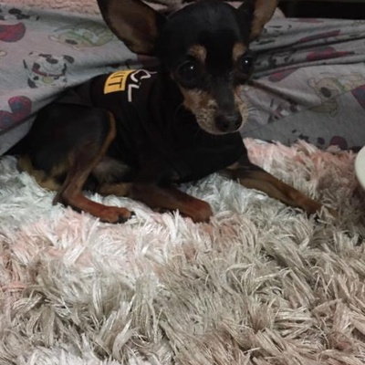 mİnİk Erkek Chihuahua