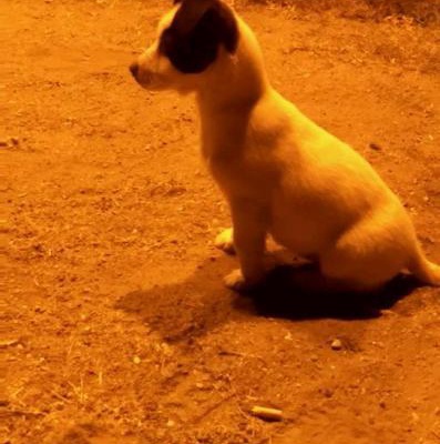 panpan Dişi Jack Russell Terrier
