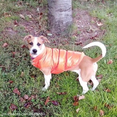 Çilek Dişi Jack Russell Terrier