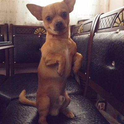rocky Erkek Chihuahua