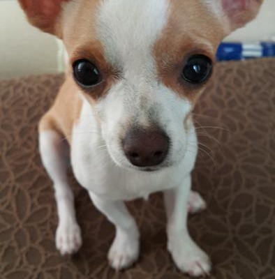 lilly Dişi Chihuahua