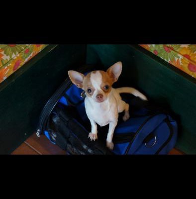 tarçın Dişi Chihuahua