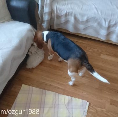 Şirin Dişi Beagle