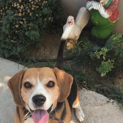 tarçın Erkek Beagle