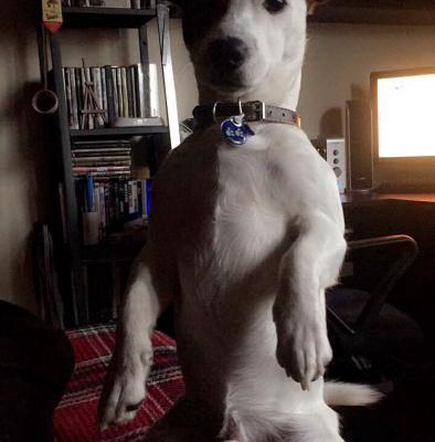 cango Erkek Jack Russell Terrier