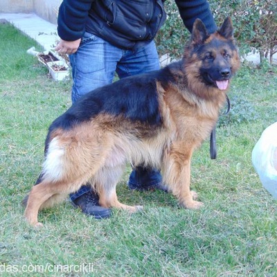 alex Erkek Alman Çoban Köpeği