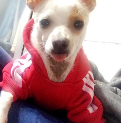 barney Erkek Chihuahua