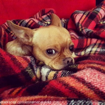 yoda Erkek Chihuahua