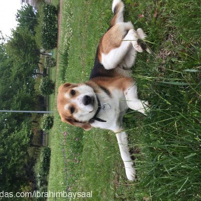 alpha Erkek Beagle