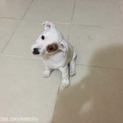 lily Dişi Jack Russell Terrier