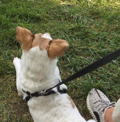 tarçın Dişi Jack Russell Terrier