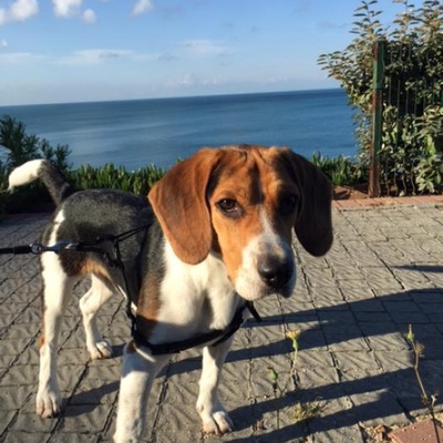 duffy Erkek Beagle