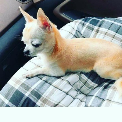 maÇo Erkek Chihuahua