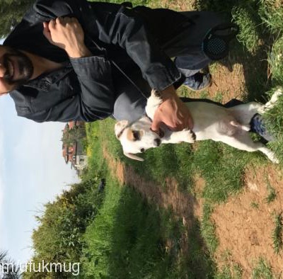 paşa Erkek Jack Russell Terrier