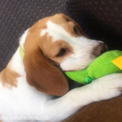 jolie Dişi Beagle
