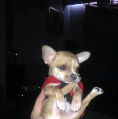 hector.j Erkek Chihuahua
