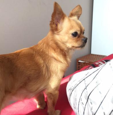 leo Erkek Chihuahua