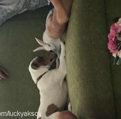 lucky Erkek Jack Russell Terrier