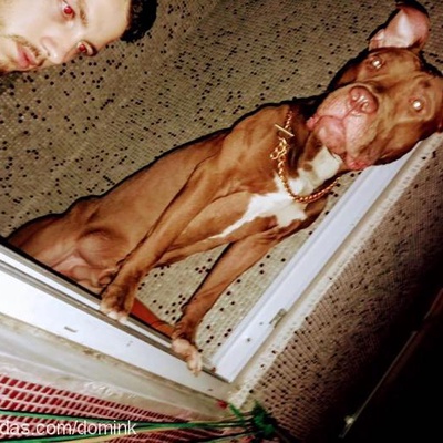 dominic Erkek Amerikan Pitbull Terrier