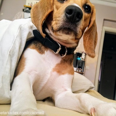 Çakil Dişi Beagle