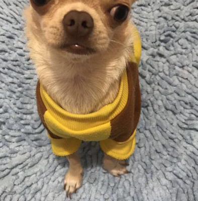 ares Erkek Chihuahua