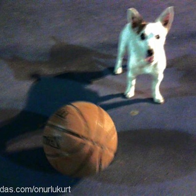 milo Erkek Jack Russell Terrier