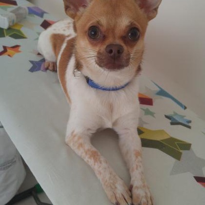 zeytin Erkek Chihuahua