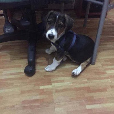 xavi Erkek Beagle