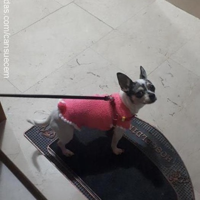 talya Dişi Chihuahua
