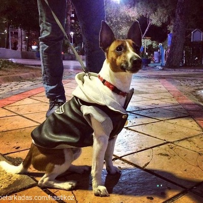 mecnun Erkek Jack Russell Terrier