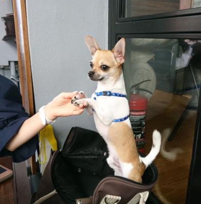 duman Erkek Chihuahua