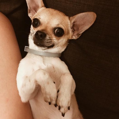 duman Erkek Chihuahua