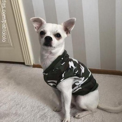 pablo Erkek Chihuahua