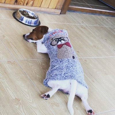 oddy Erkek Jack Russell Terrier