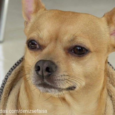 rocky Erkek Chihuahua