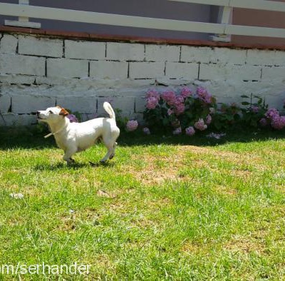 tarcin Dişi Jack Russell Terrier