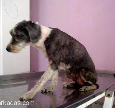 Evden Atılmış Yaşlı, Kör, Sağır Ve Dişsiz Terrier / Fotolu / Acil, İstanbul